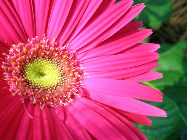 rich pink daisy flower pics.jpg