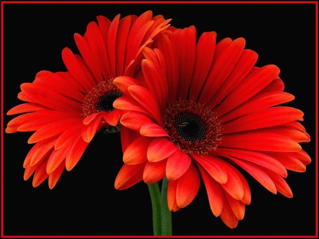 rich orange red daisies.jpg