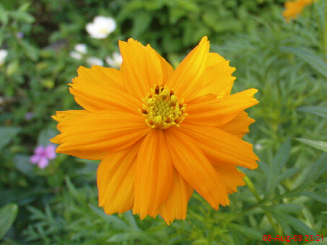 daisy flower