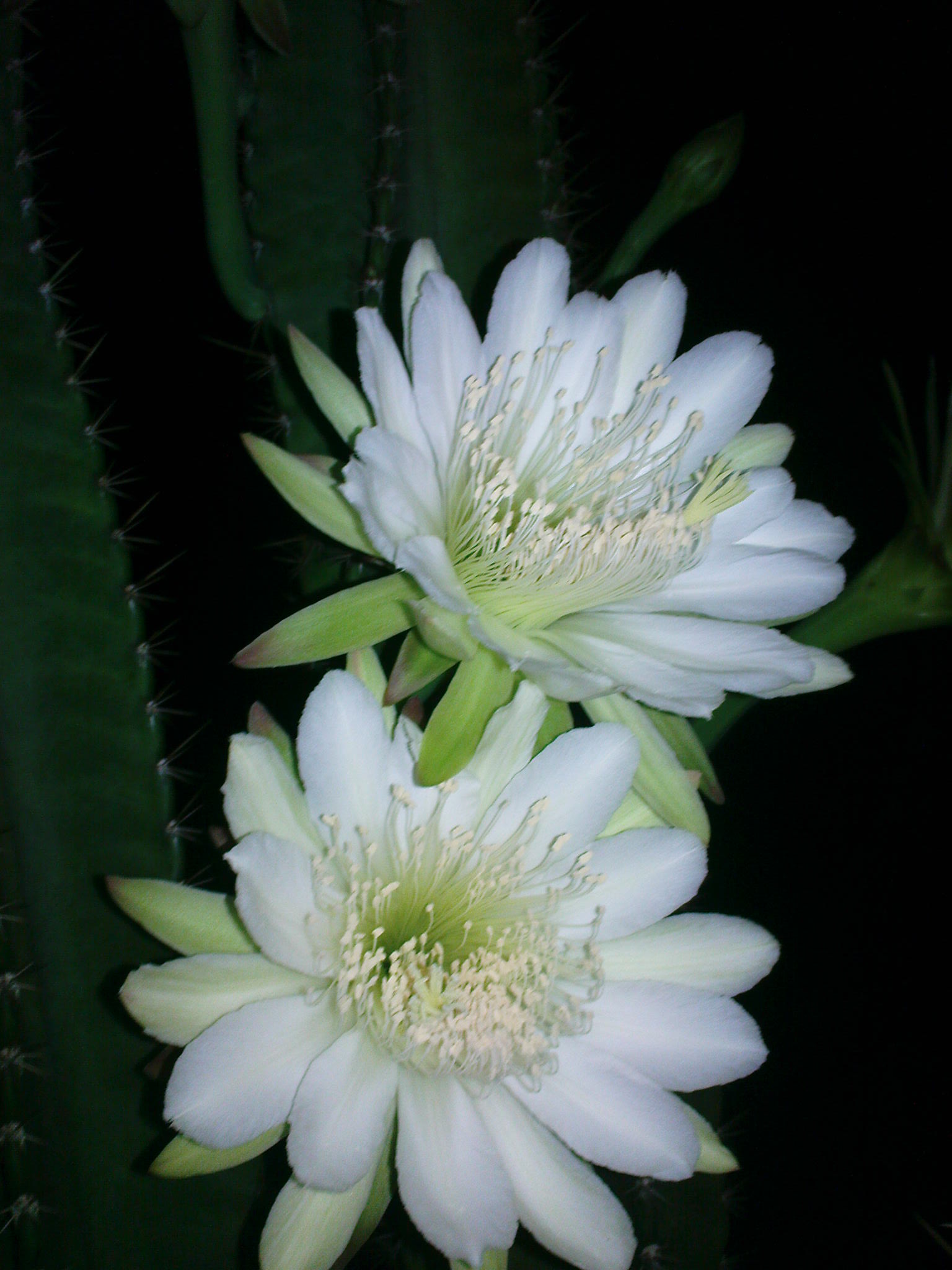 cactus flower