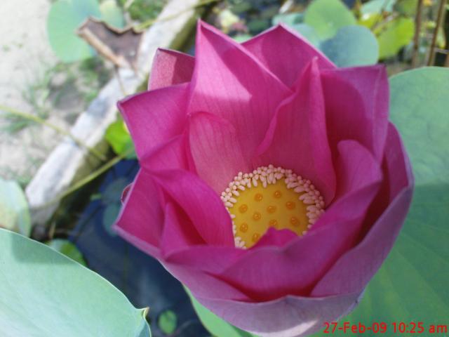 lotus flower
