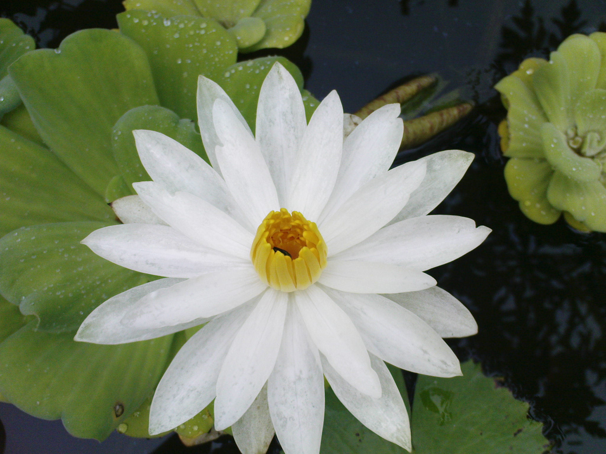 white yellow spot lotus