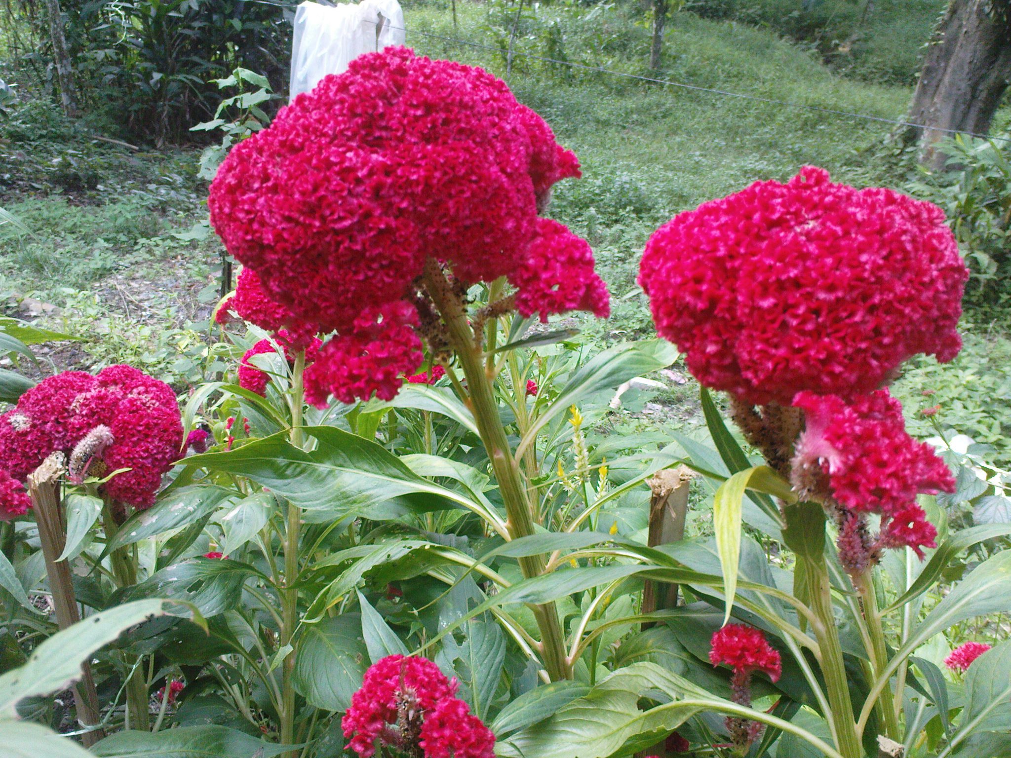 red bloom flower