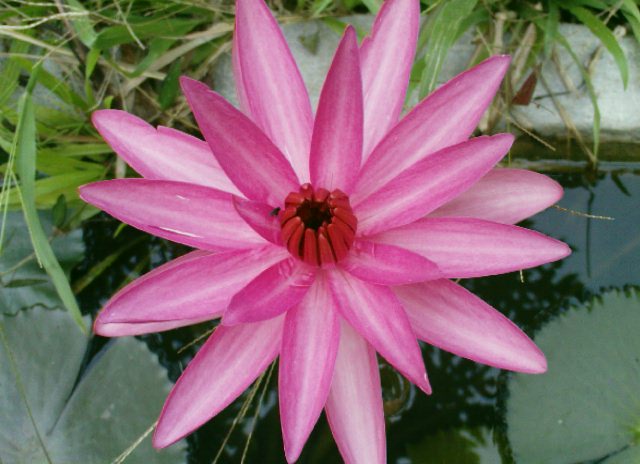 red spot lotus