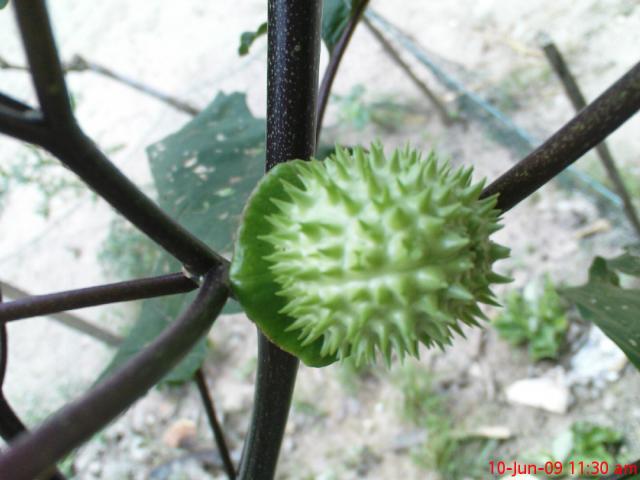 exortic flower
