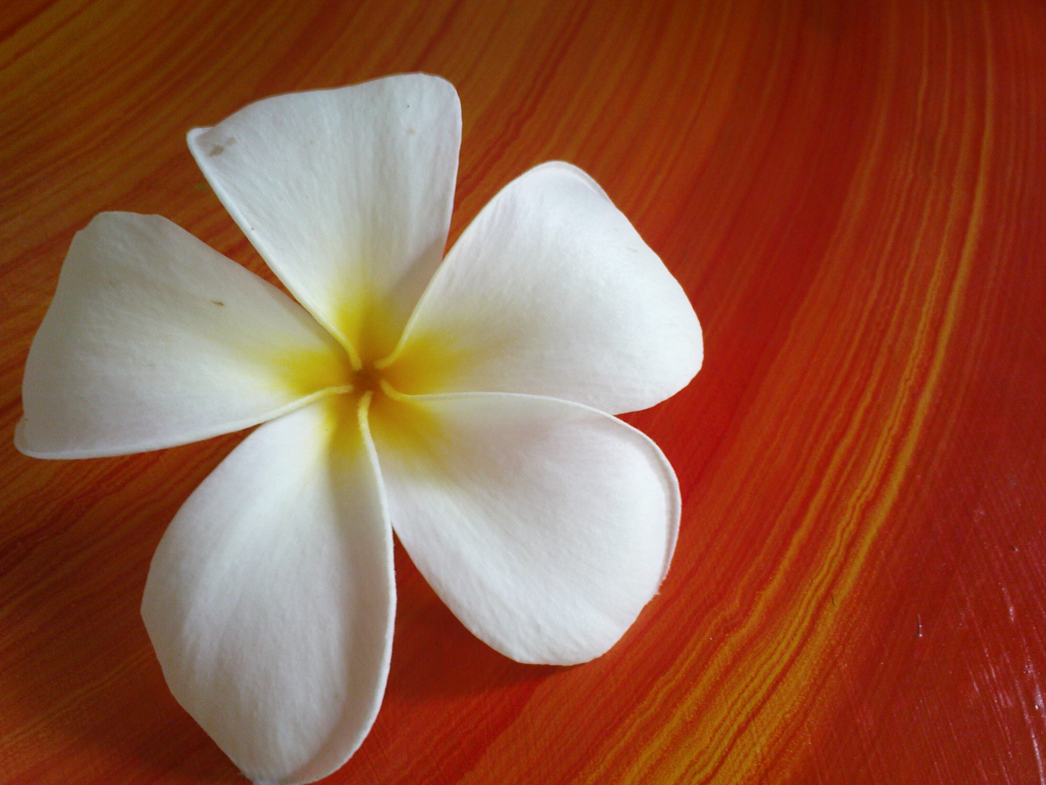 white daisy yellow spot