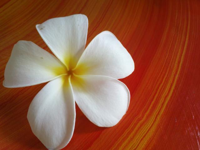 white daisy yellow spot
