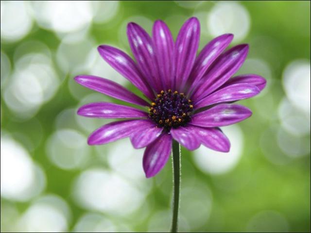 rich dark purple daisy picture.jpg