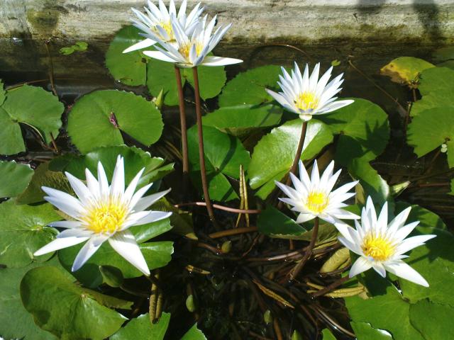 white lotus