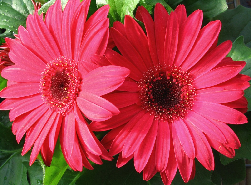 redish daisy flowers.jpg