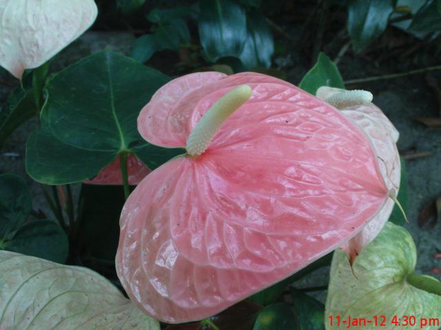 pure pink