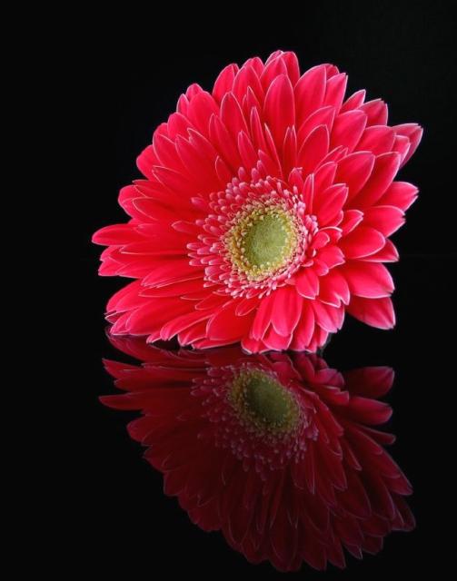 red pink daisy flower.jpg