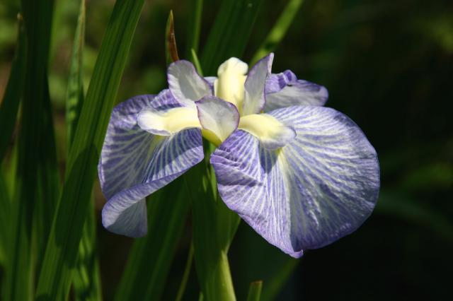 wild iris flower.jpg