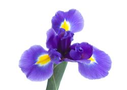 Iris Flower Pictures