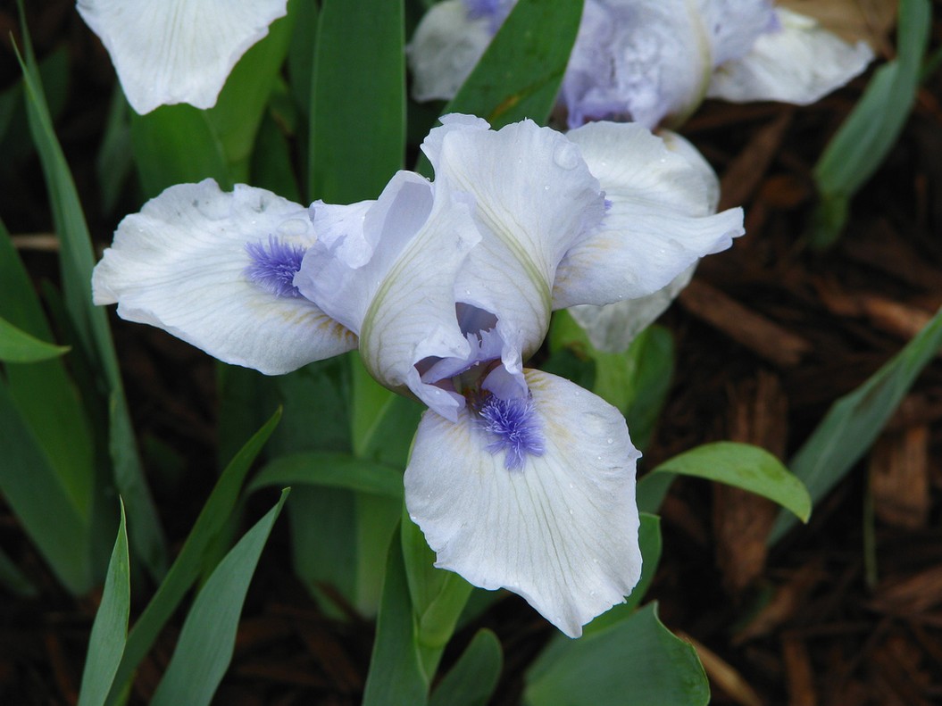 white with purple center flower.jpg