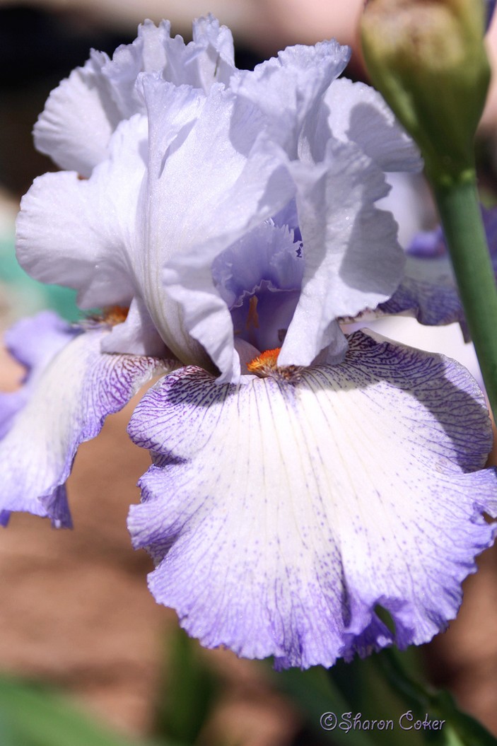 white Purple Iris flower.jpg