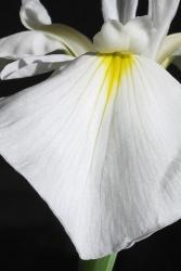 white iris flower.jpg