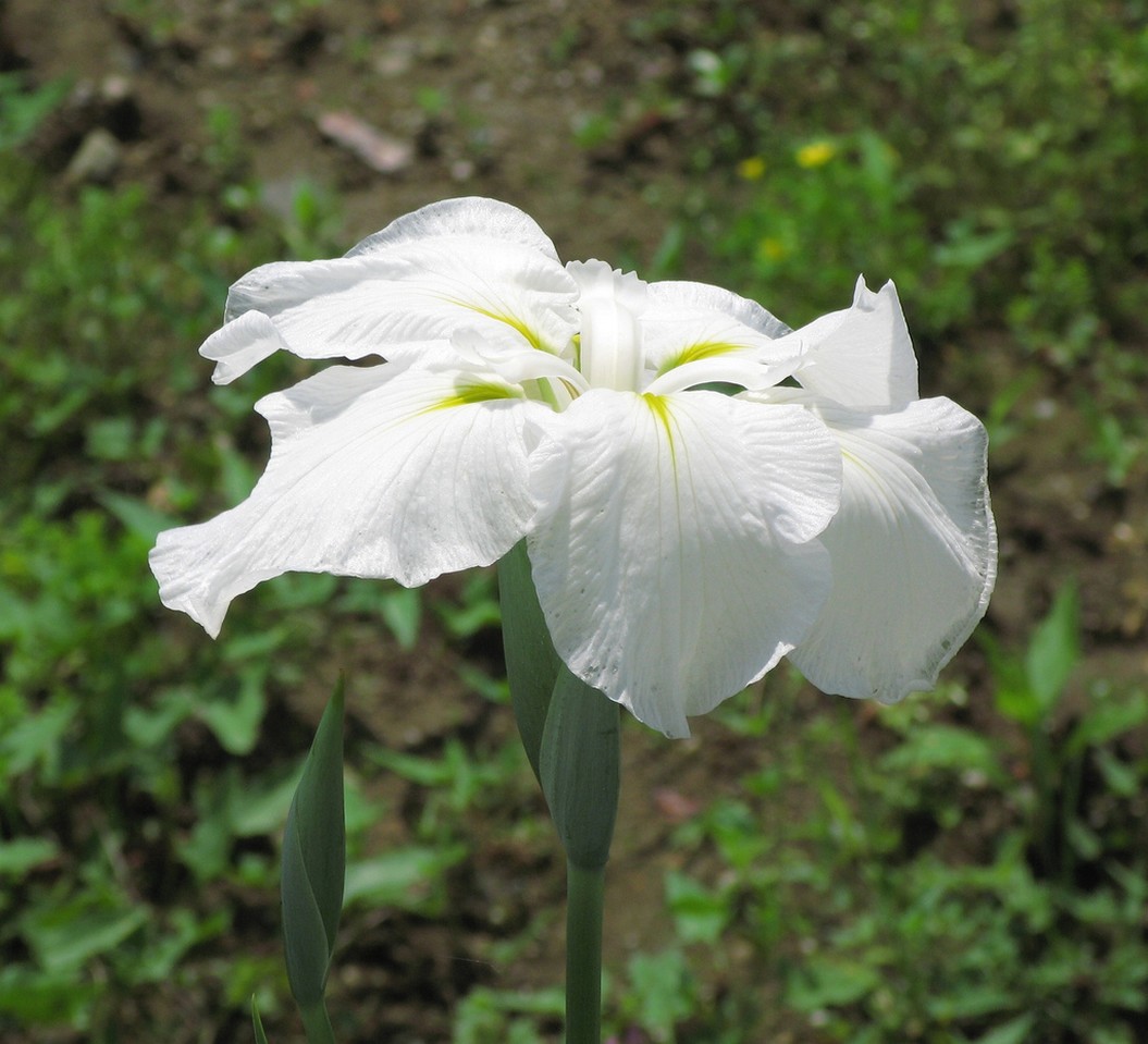white Iris ensata photo.jpg