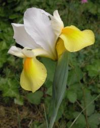 white and yellow Dutch Iris flower.jpg