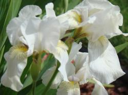 wedding white iris flowers.jpg