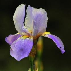 unique iris flower.jpg