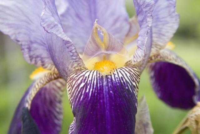 unique iris flower picture.jpg