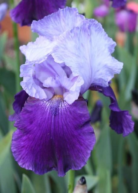 two tones purple Dutch Iris photo.jpg