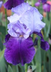 two tones purple Dutch Iris photo.jpg