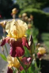 two tones iris.jpg