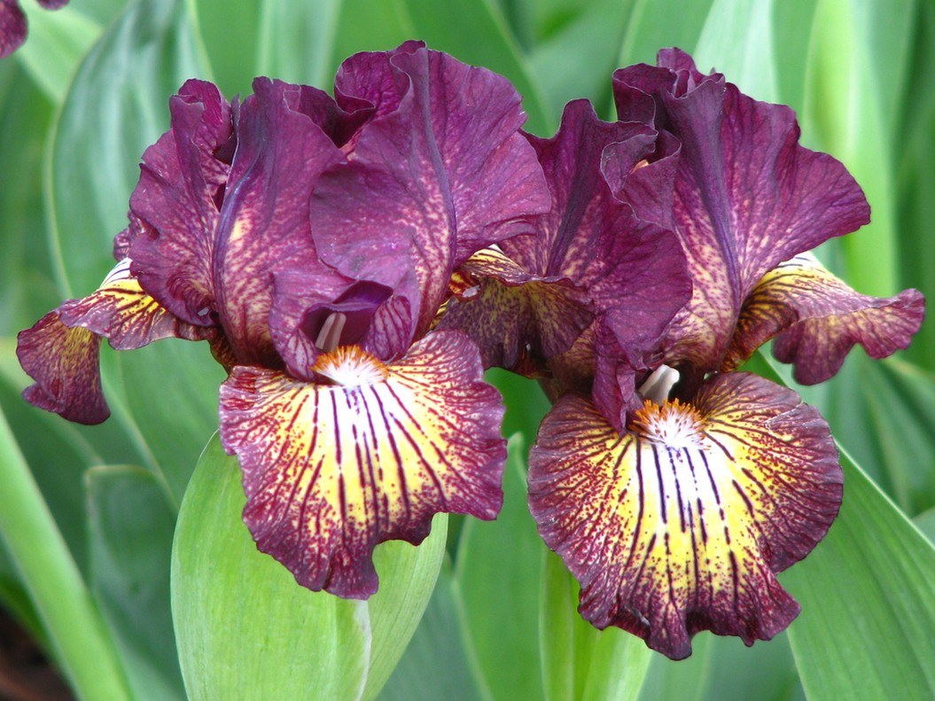Two Bearded iris flowers.jpg
