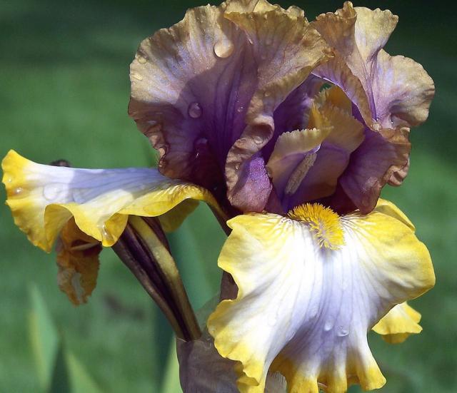 three tones iris flowers.jpg