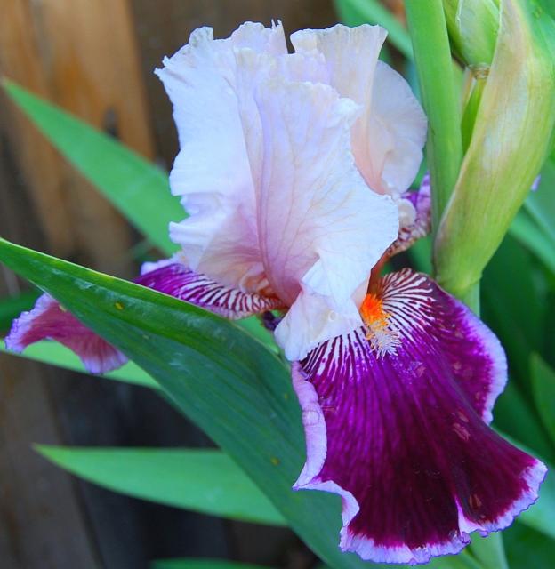 three color dutch iris flower.jpg