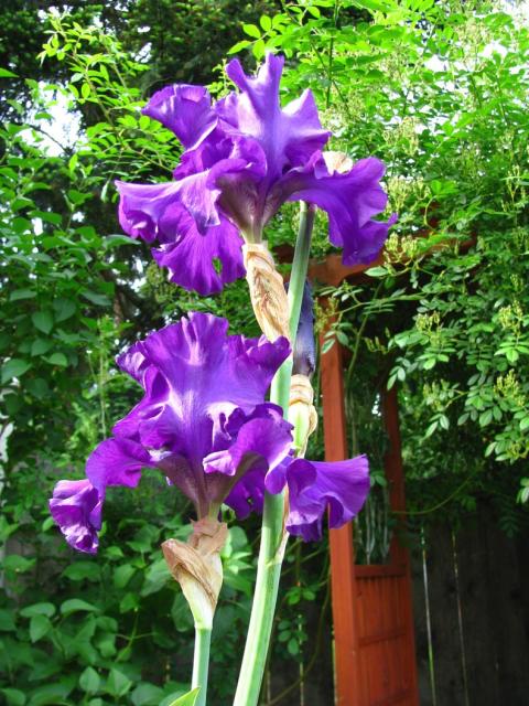 summer garden iris flowers.jpg