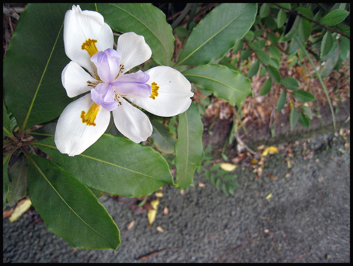 Roadside Iris flower.jpg