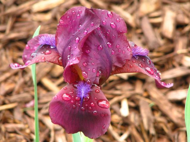 red iris flower with purple.jpg