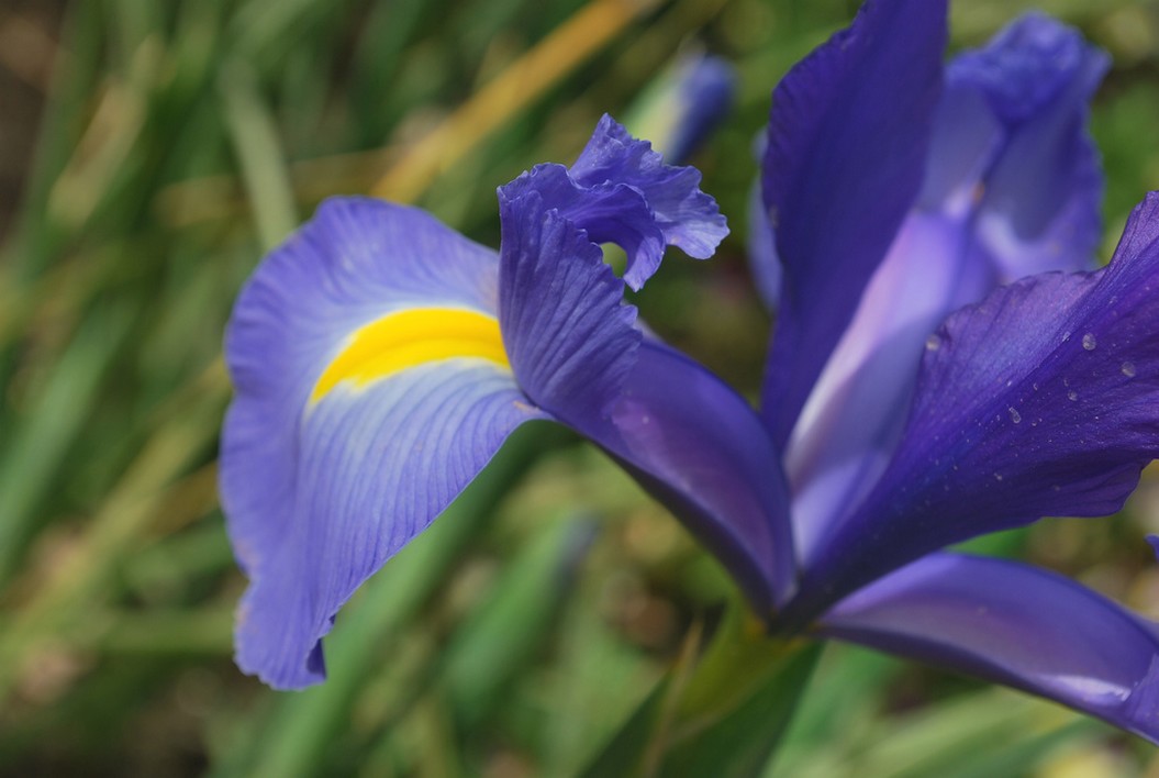 purplish blue iris flower.jpg