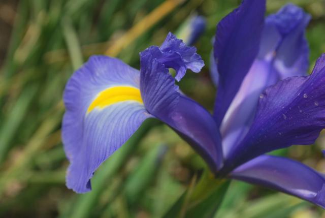 purplish blue iris flower.jpg