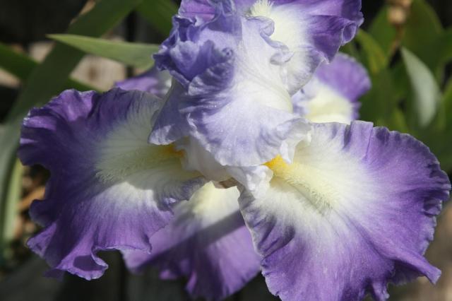 purple white iris flower.jpg