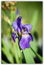 Purple Iris.jpg