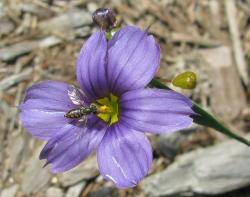 purple Iris with yellow eye.jpg