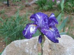 purple iris flower.jpg