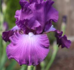 purple iris flower pix.jpg