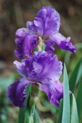 purple iris flower photo.jpg