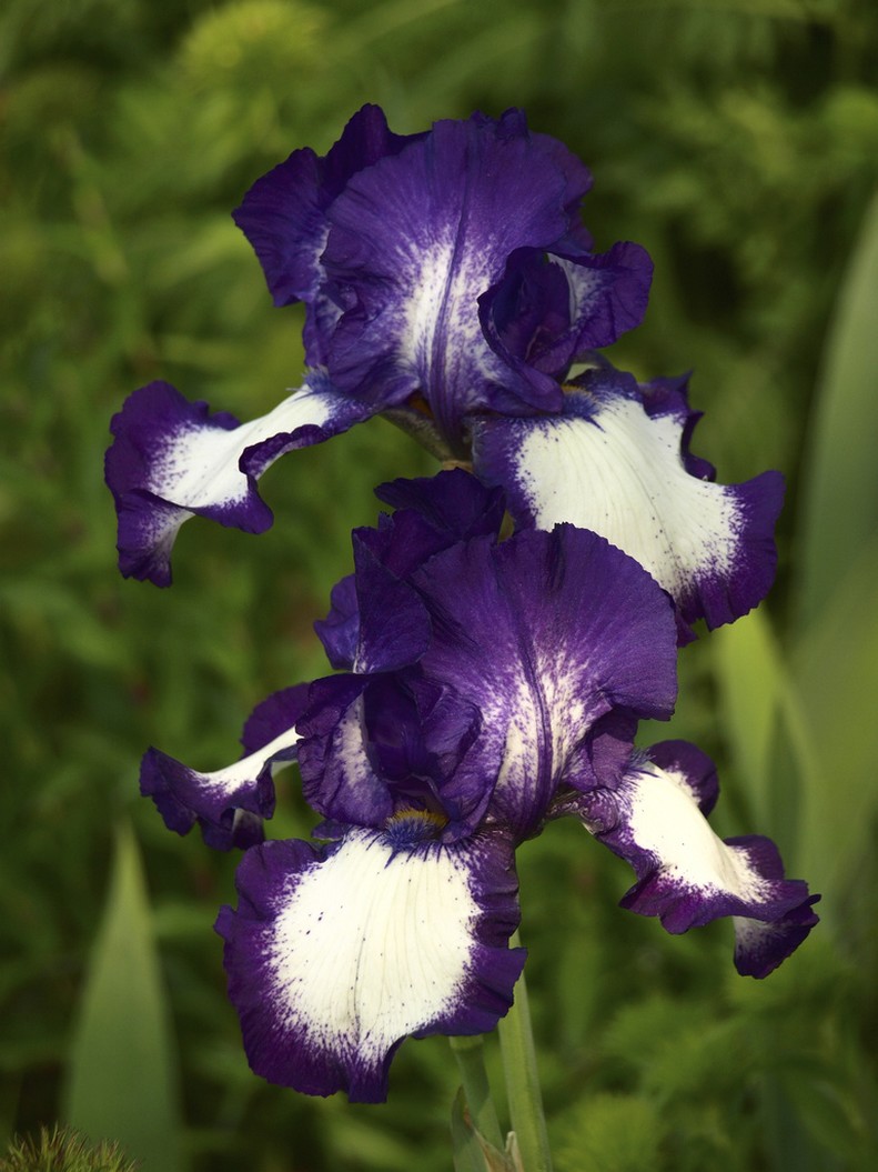 purple and white iris flowers.jpg