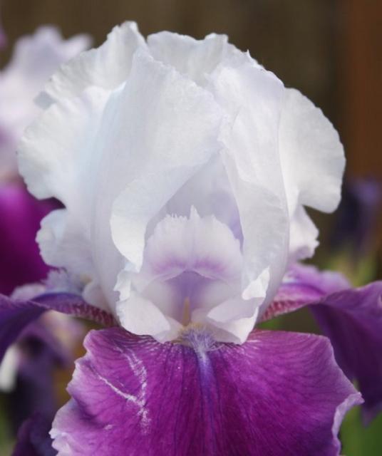 purple and white iris flower.jpg