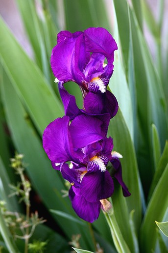 pretty iris.jpg