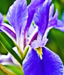 pretty iris flower.jpg