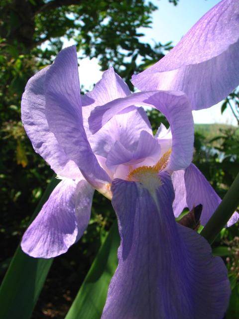 pix of iris flower.jpg