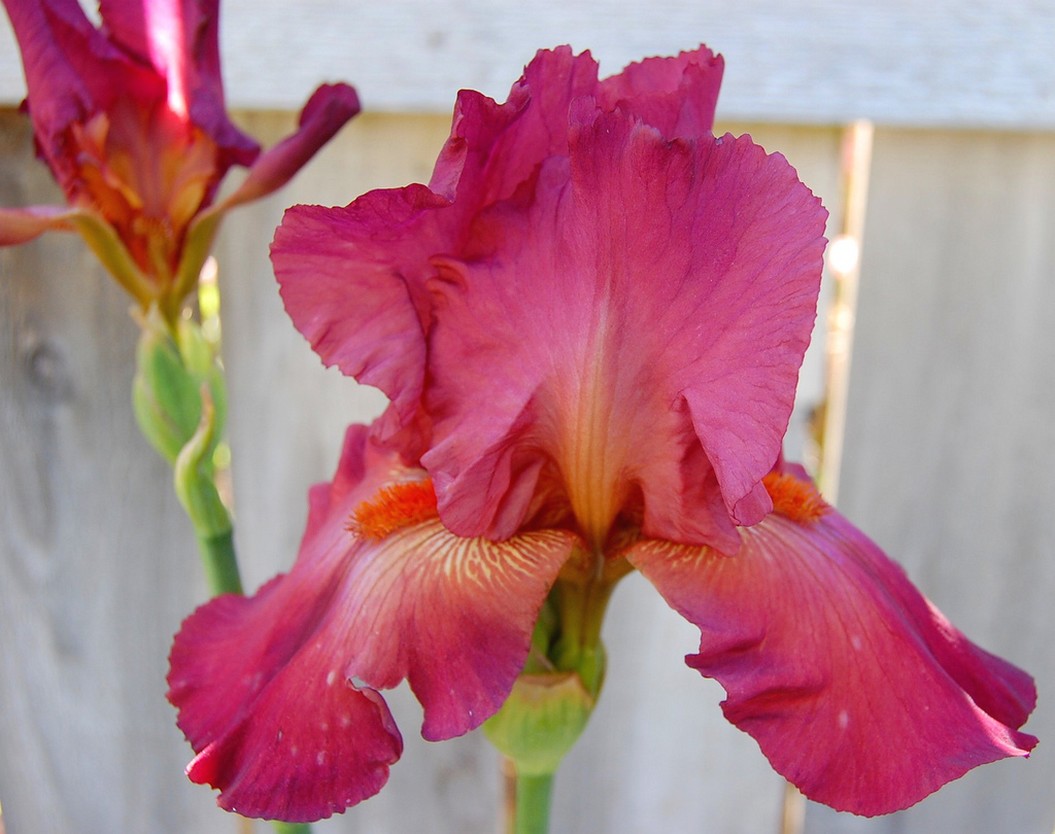 pinkish red iris flowers.jpg