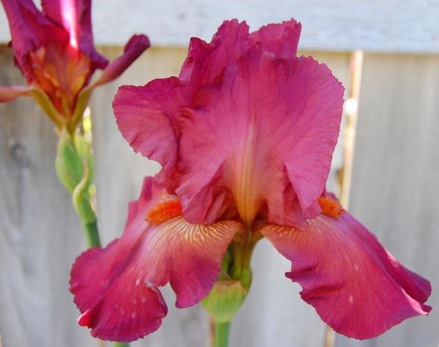 pinkish red iris flowers.jpg